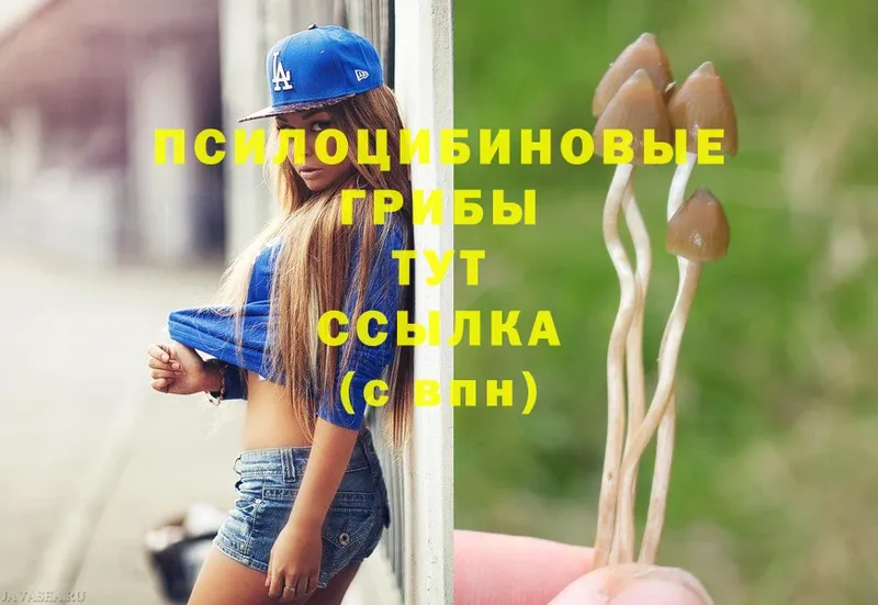 Псилоцибиновые грибы Psilocybe  цена наркотик  гидра сайт  Новомичуринск 